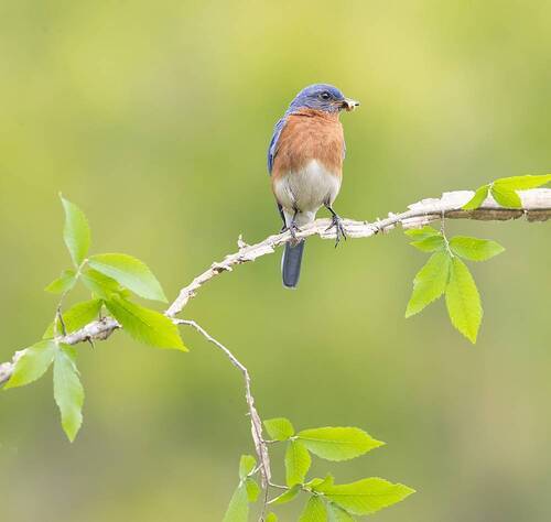 Eastern Bluebird, male - Восточная сиалия, самец