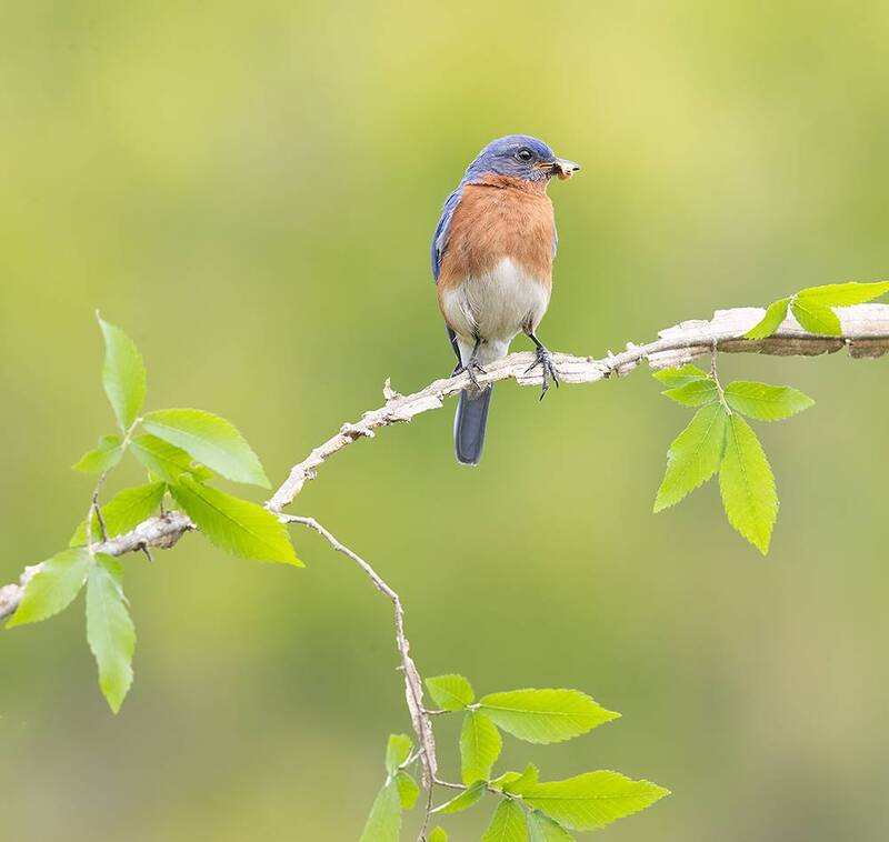 eastern bluebird, bluebird, wild, bird, восточная сиалия, птицы Eastern Bluebird, male - Восточная сиалия, самец фото превью