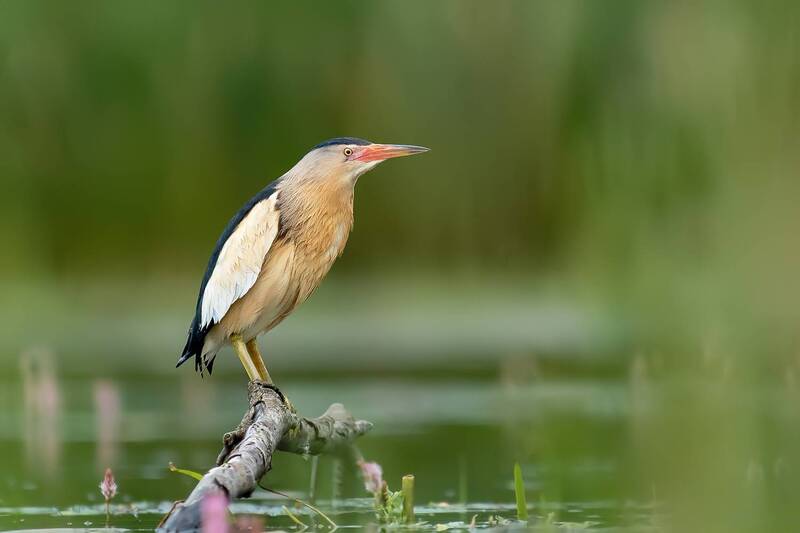 little bittern, bittern, heron, bird, wildlife, nature, wetland, reeds, water bird, perched, wildlife photography, bird photography, marsh, natural light, wild bird, ornithology Hidden in the Reeds фото превью