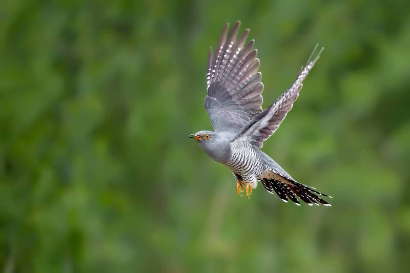 common cuckoo, cuckoo, bird, wildlife, nature, flight, flying bird, action, bird in flight, wildlife photography, bird photography, wings, wild bird, natural light, ornithology, motion Wings of Freedom фото превью