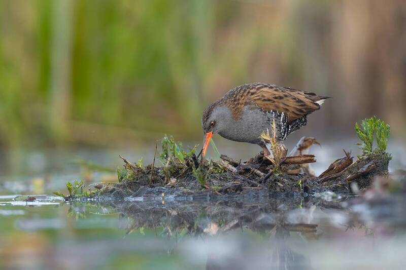 water rail, rail, bird, wildlife, nature, wetland, marsh bird, water bird, reeds, reflection, wildlife photography, bird photography, wild bird, natural light, ornithology, secretive bird Hidden Among Reeds фото превью