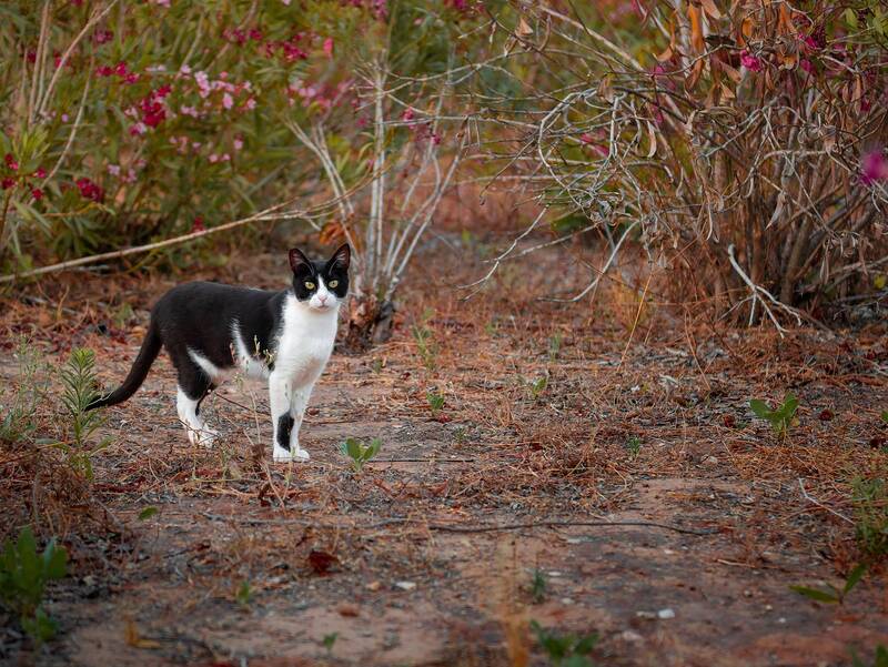 cat, кошка Кошка фото превью