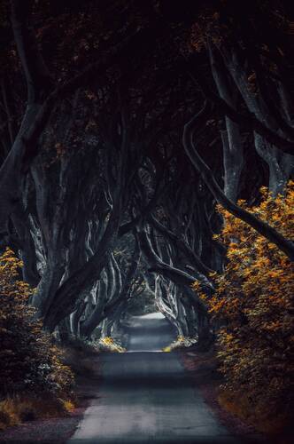King's Road