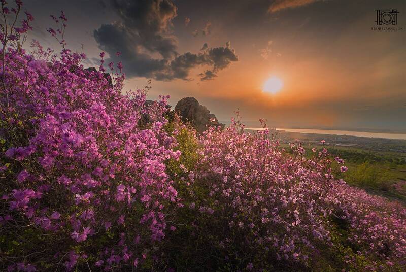 Рододе́ндрон дау́рский (лат. Rhododendron dauricum) фото превью