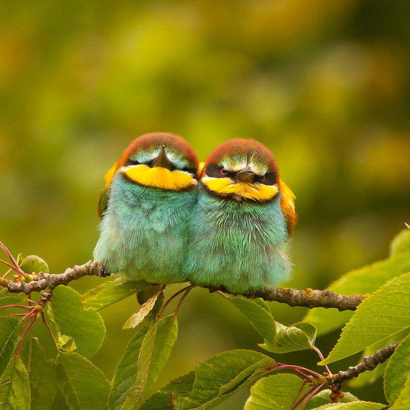 Bee-eater фото превью