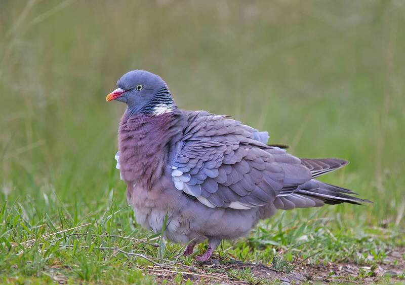 вяхирь, columba palumbus Вяхирь фото превью