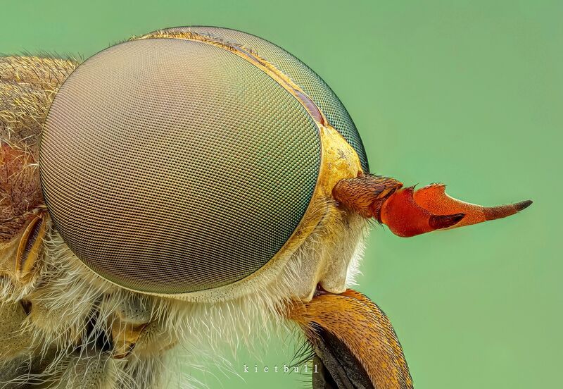 A horsefly фото превью