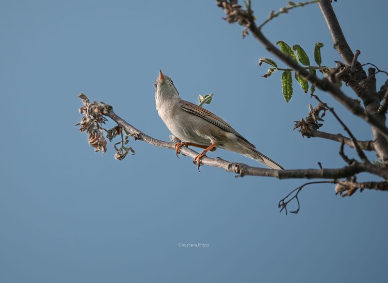 Серая славка, bird Серая славка фото превью