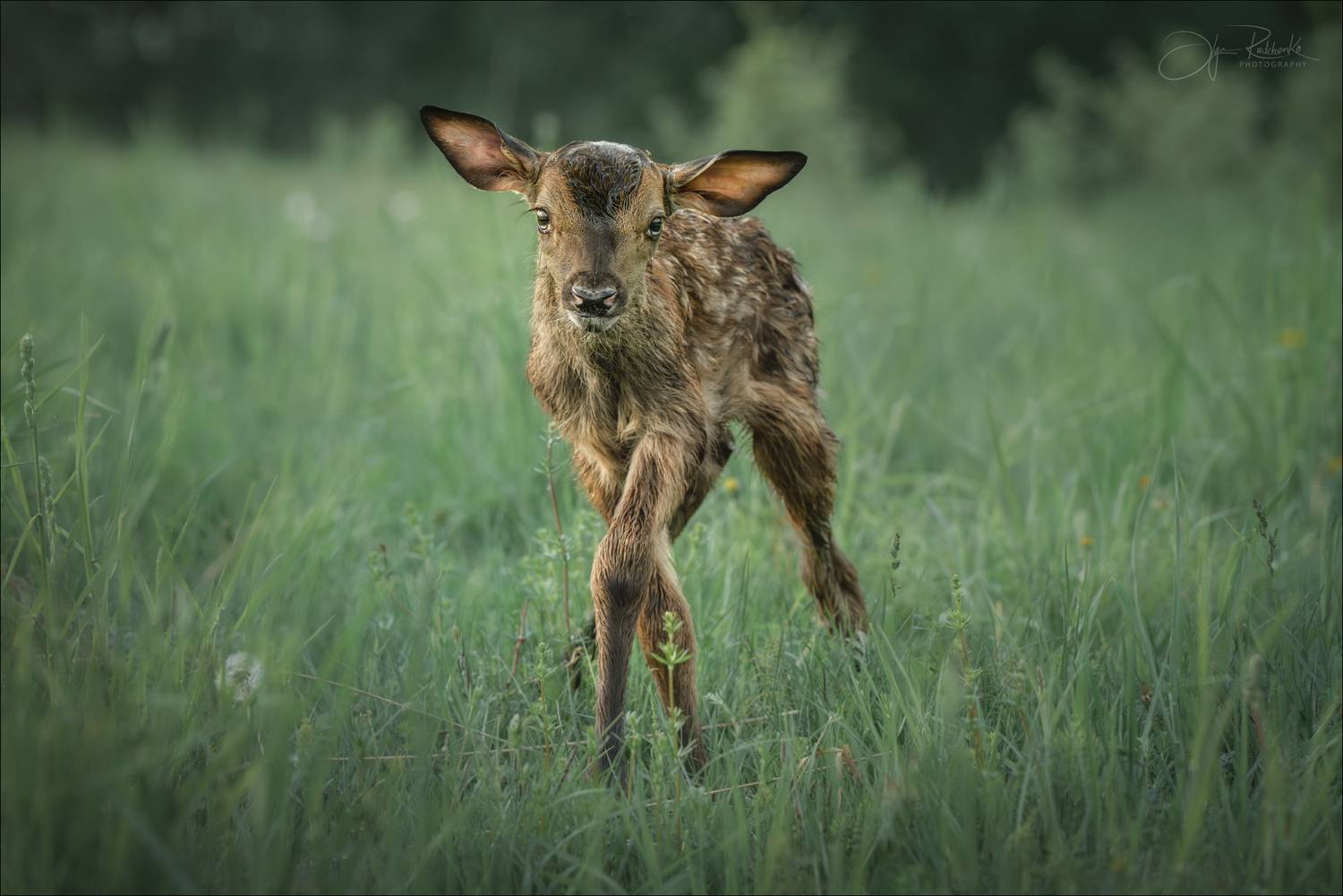 олень, бемби, беларусь, благородный олень, детеныш, deer, cub, оленёнок, олененок, Рудченко Ольга
