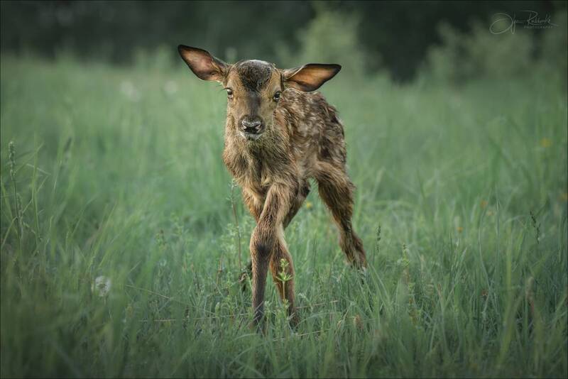олень, бемби, беларусь, благородный олень, детеныш, deer, cub, оленёнок, олененок Ножки крестиком фото превью