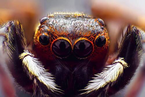 Jumping Spider