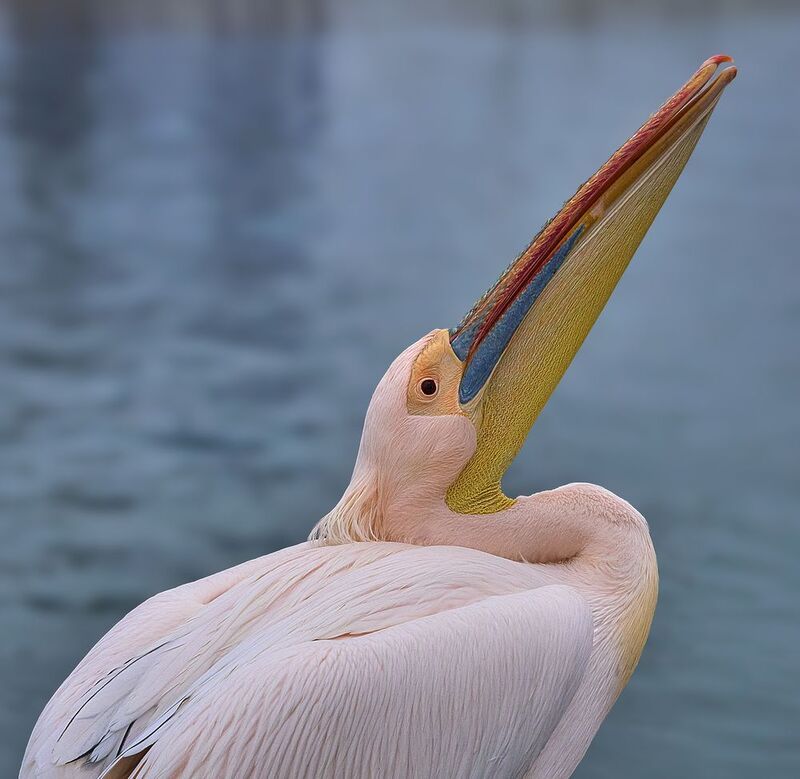 Намибийские истории... фото превью