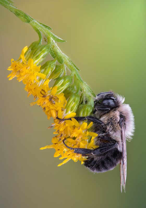 bee, bumblebee, honeybee, insect, macro Hang on фото превью