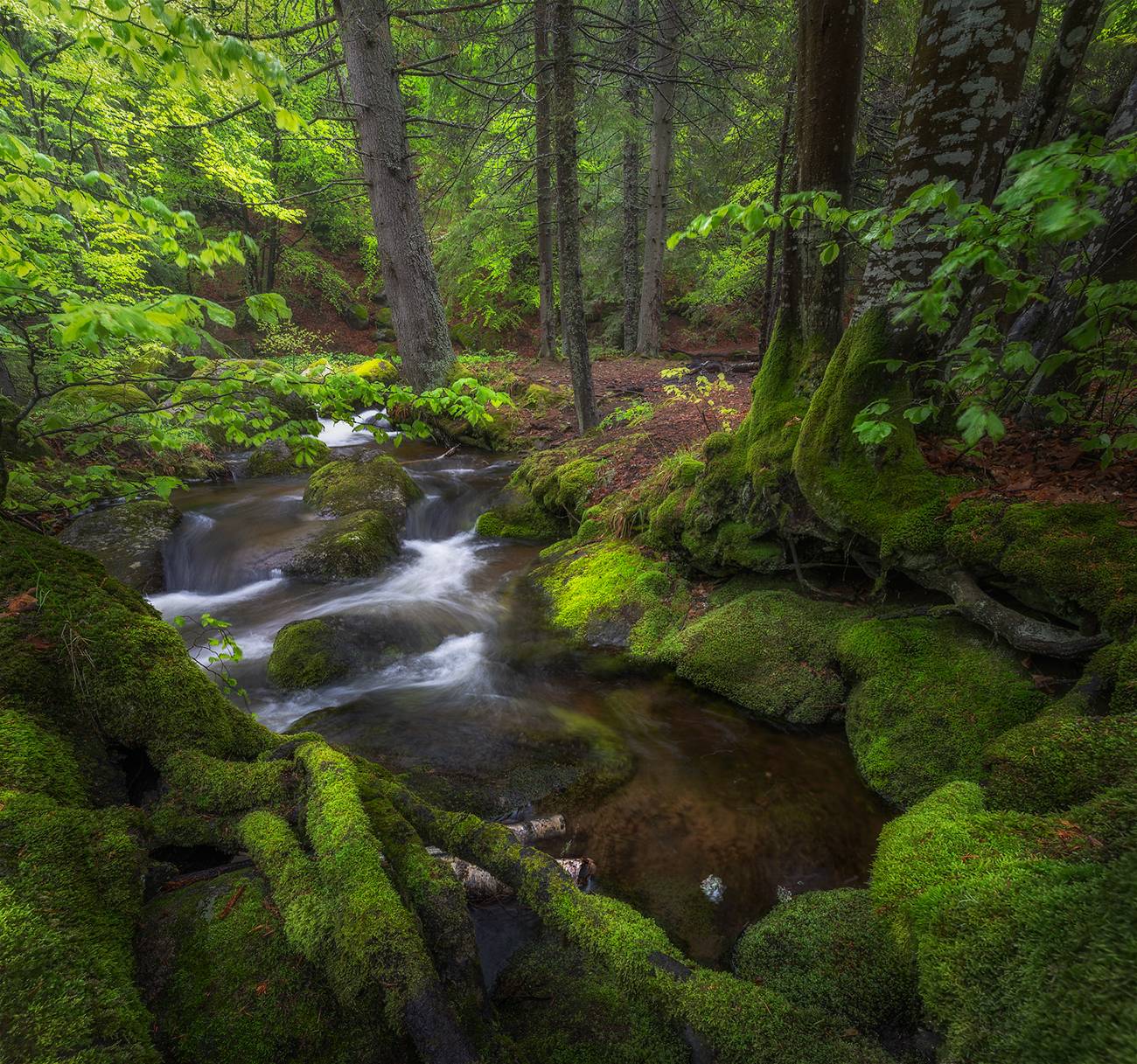 landscape, nature, forest, wood, river, vitosha, bulgaria, mountain, Александър Александров