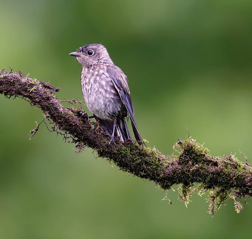 bluebird, восточная сиалия, eastern bluebird, birds, птицы, слеток, wild, Etkind Elizabeth