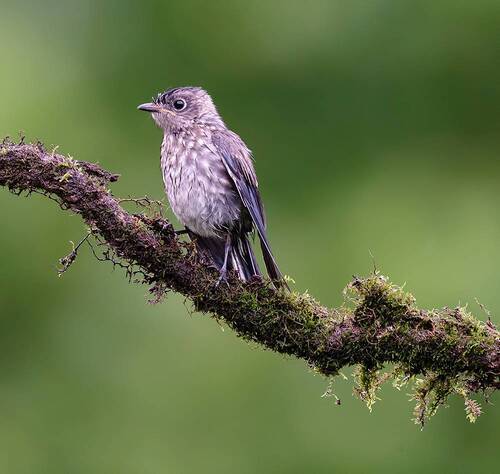 juvenile. Bluebird - cлеток, Восточная сиалия