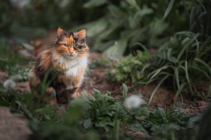 Кошка фото превью