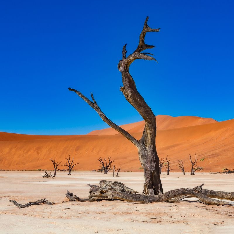 пустыня, дерево, песок, намибия Танцы до упаду фото превью