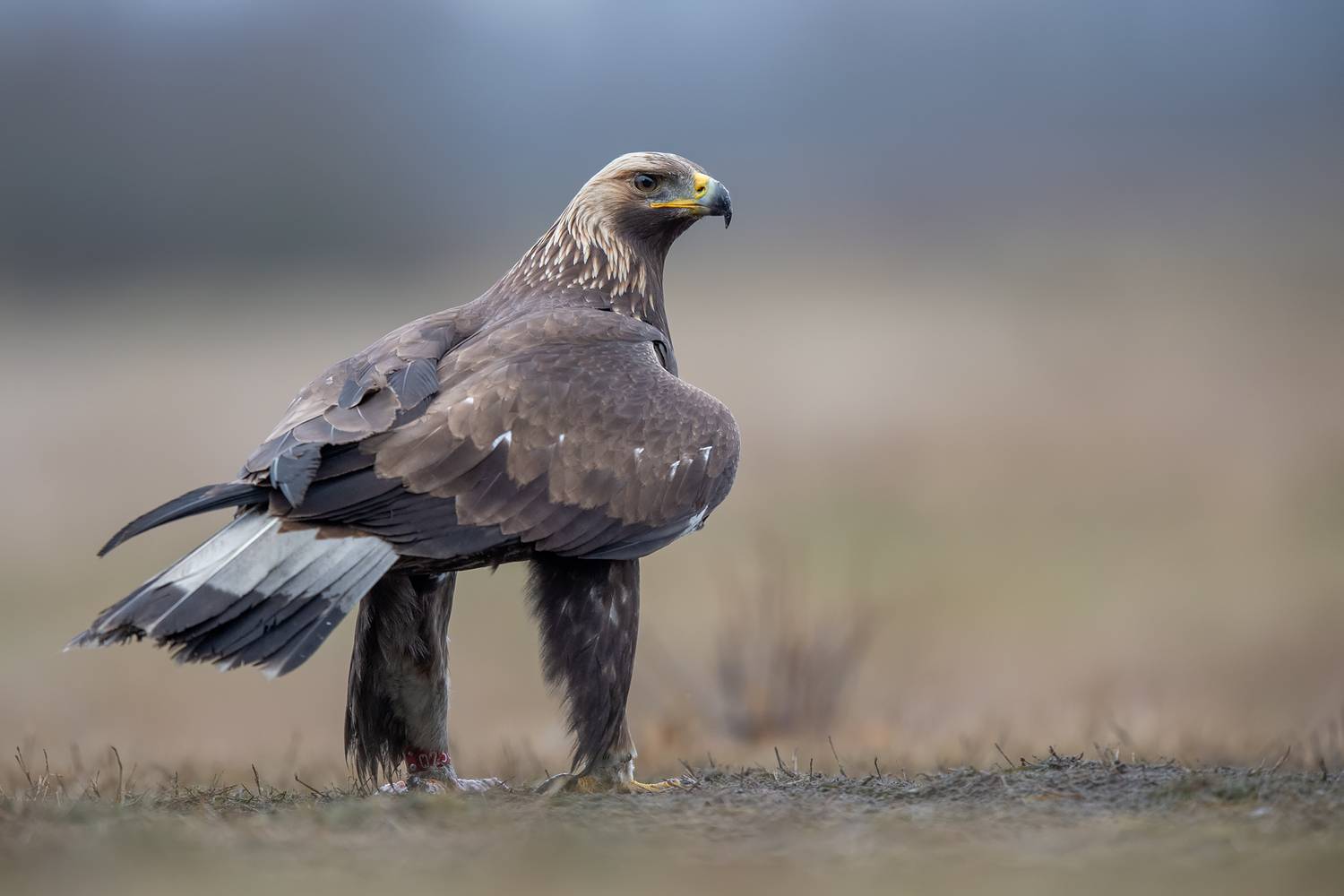 The King of the Highlands. Автор: Kwasek Damian golden eagle, eagle, bird of prey, raptor, wildlife, nature, predator, majestic, powerful, wildlife photography, bird photography, wild bird, natural light, ornithology, eagle portrait, apex predator, Kwasek Damian