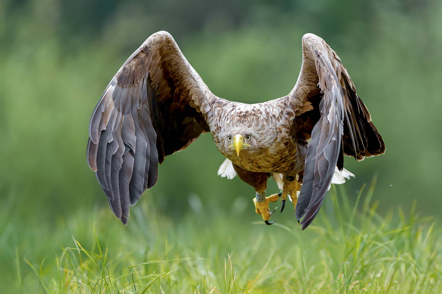 Eye to Eye. Автор: Kwasek Damian white-tailed eagle, eagle, sea eagle, bird of prey, raptor, wildlife, nature, predator, landing, wings spread, wildlife photography, bird photography, action, wild bird, natural light, ornithology, Kwasek Damian