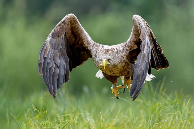 white-tailed eagle, eagle, sea eagle, bird of prey, raptor, wildlife, nature, predator, landing, wings spread, wildlife photography, bird photography, action, wild bird, natural light, ornithology Eye to Eye фото превью