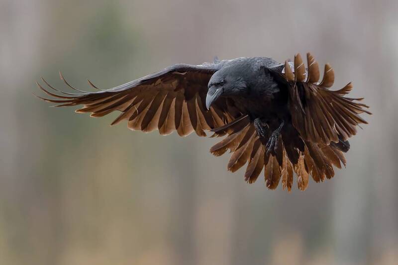 raven, common raven, bird, wildlife, nature, flight, flying bird, black bird, wings spread, wildlife photography, bird photography, corvid, wild bird, natural light, ornithology, action Master of the Air фото превью