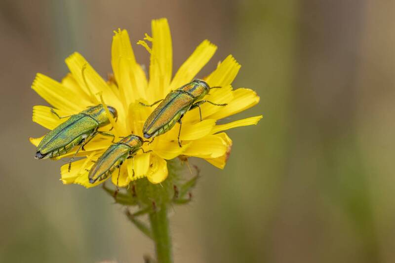 macro, insects, nature, closeup, plants, flowers, macrophotography  фото превью