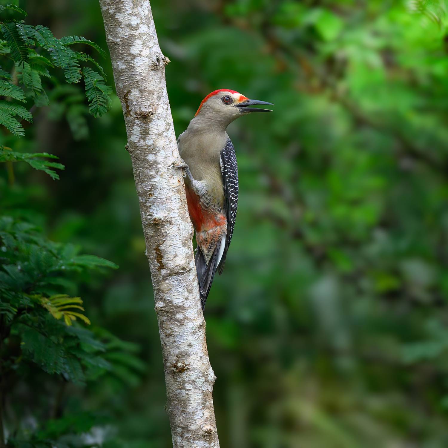 Golden-fronted woodpecker. Автор: AlexsanderBB , AlexsanderBB