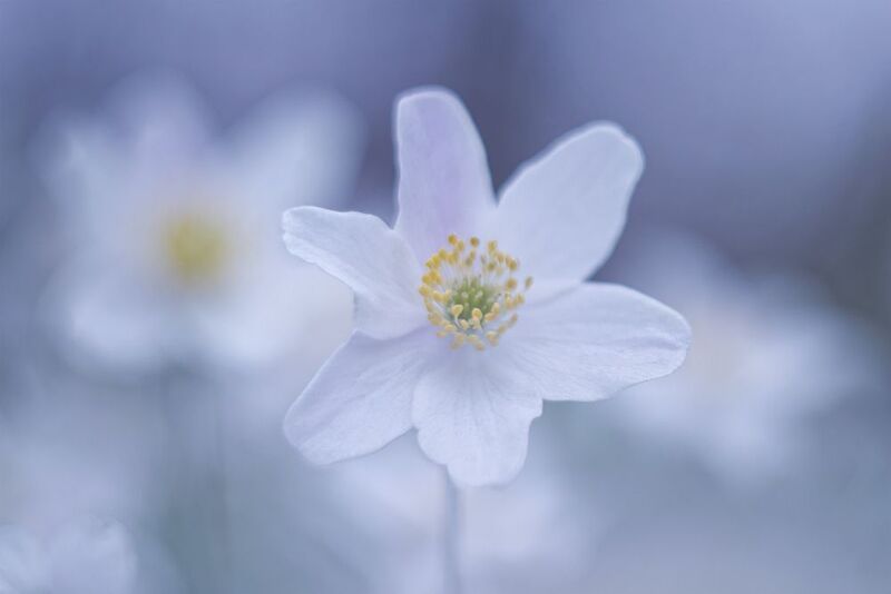 цветы, макро, ветреница, macro, flowers, лесные цветы Мои лесные первоцветы фото превью