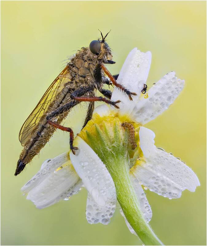Ктырь.Robber fly. фото превью