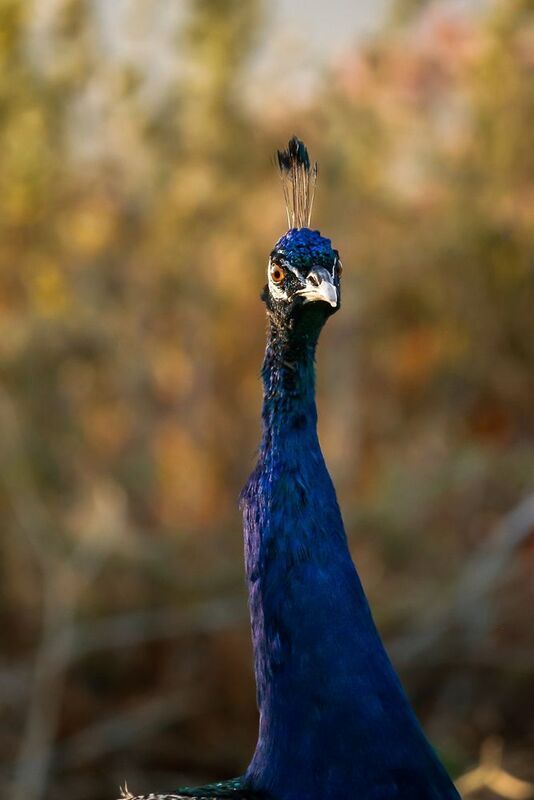 bird, wildlife, photographie Wildlife photographie in algeria фото превью