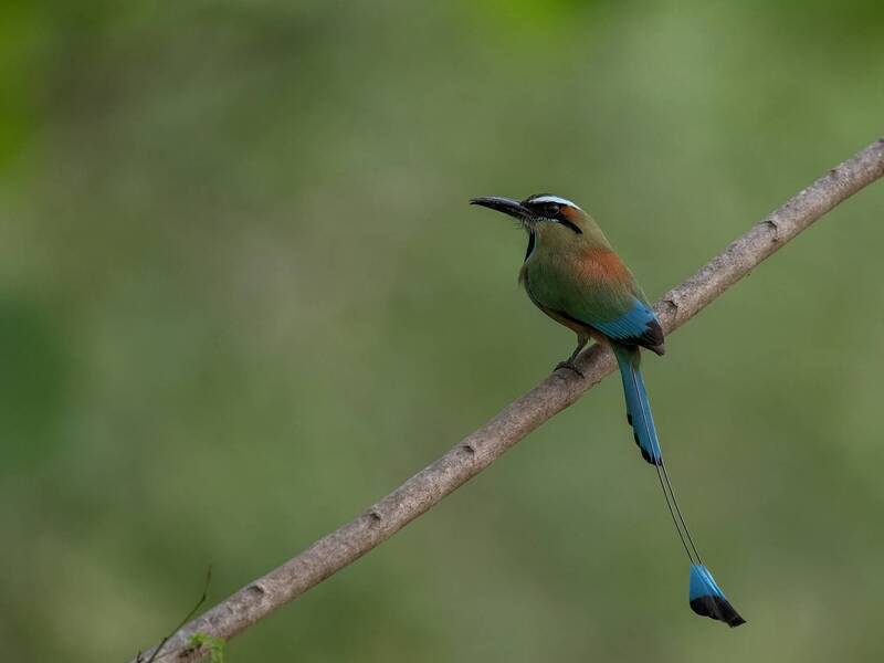 Turquoise-browed Motmot фото превью