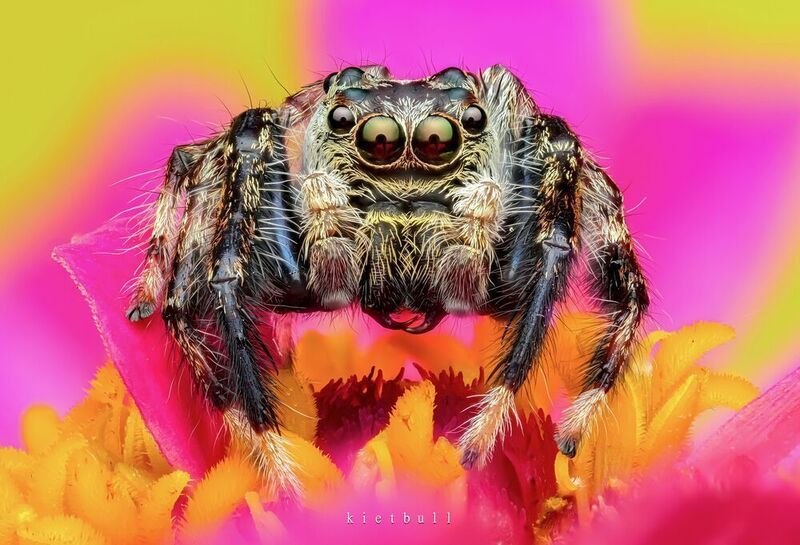 The flower and the spider фото превью