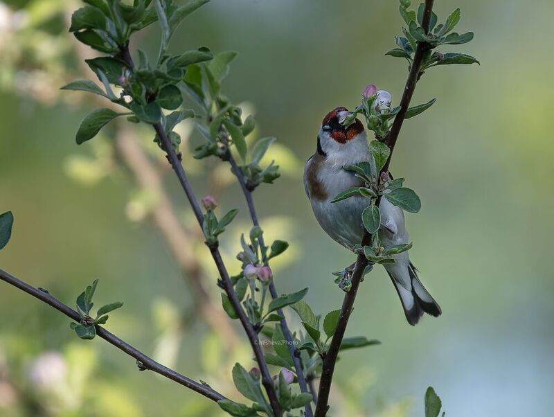 Черноголовый щегол, Щегол, bird Черноголовый щегол фото превью
