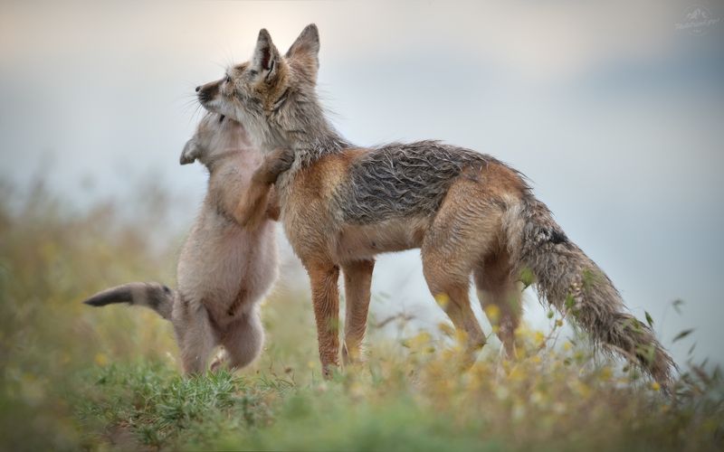 корсак, корсаки, калмыкия, озеро маныч, vulpes corsac, степная лиса, корсачок, корсачонок ПОДЛИЗА фото превью