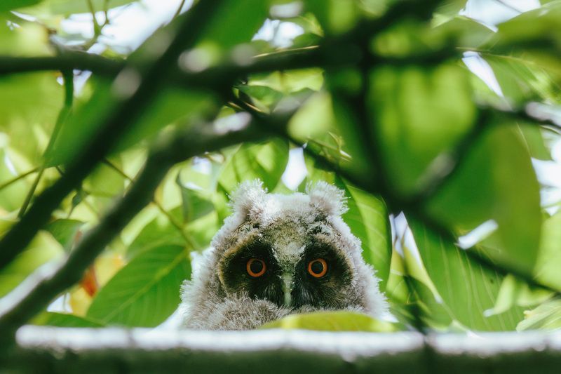 ушастая сова, owl, нальчик, кбр, птенец Пушистики фото превью