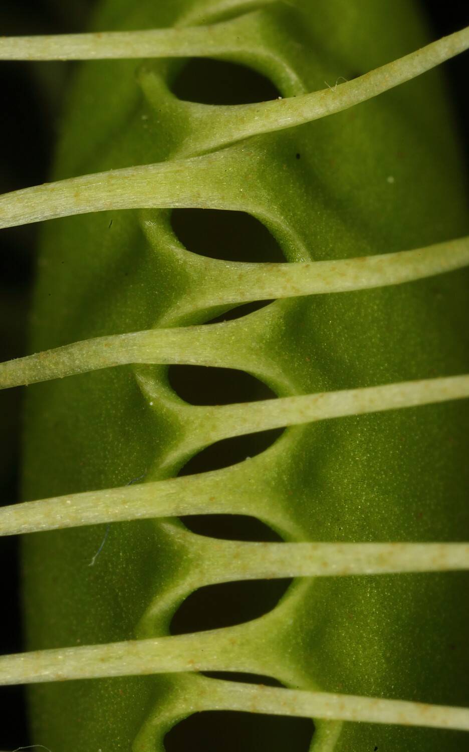 венерина, мухоловка, dionaea, muscipula, Александр Зорин