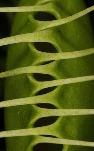 Dionaea muscipula