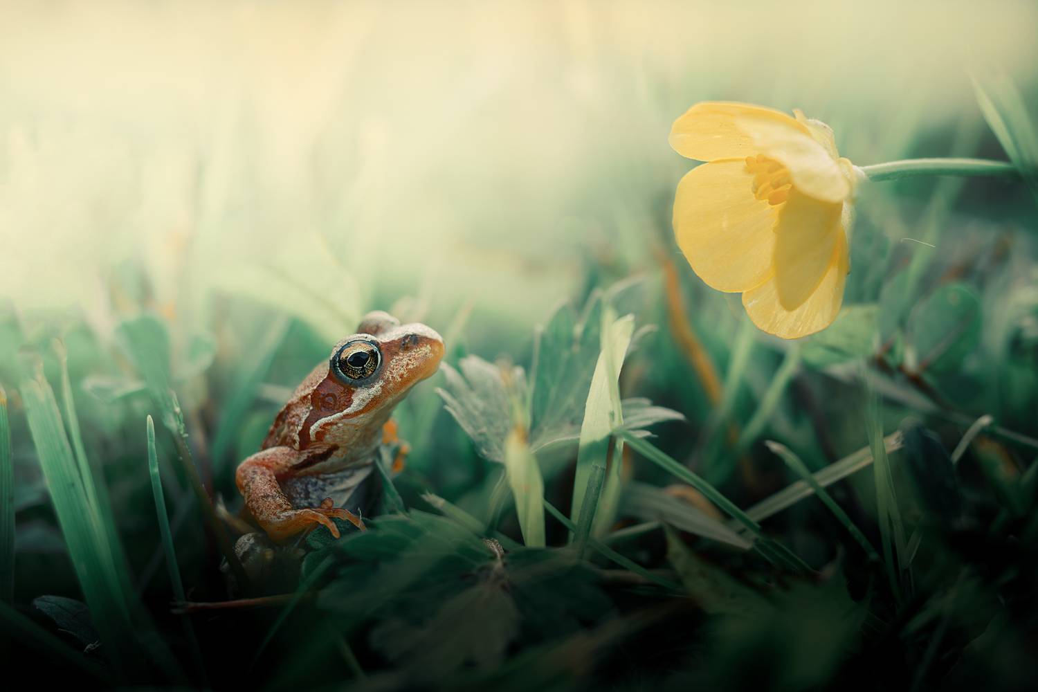 макро, macro, природа, лягушки, лето, Сергей Белокуров