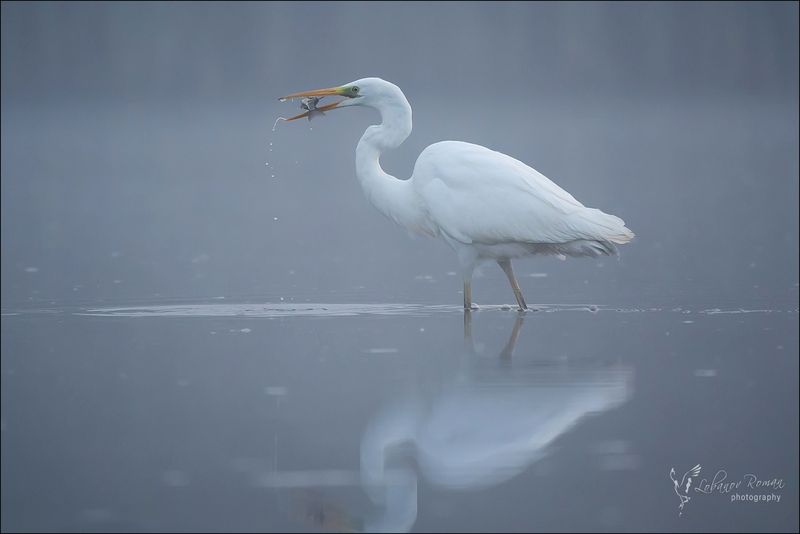 * * * фото превью