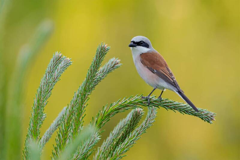 red-backed shrike, shrike, bird, wildlife, nature, songbird, perched, pine branch, wildlife photography, bird photography, wild bird, natural light, ornithology, colorful bird, passerine, spring The Watchful Guardian фото превью