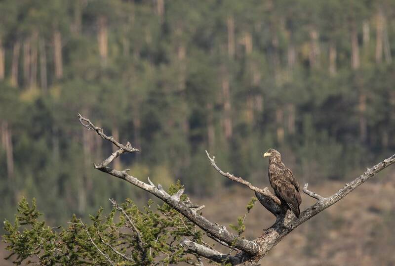 орлан белохвост, haliaeetus albicilla, прибайкалье На любимом древе фото превью
