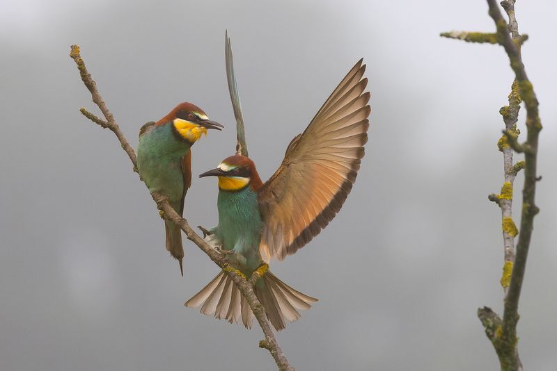 Bee-eater фото превью