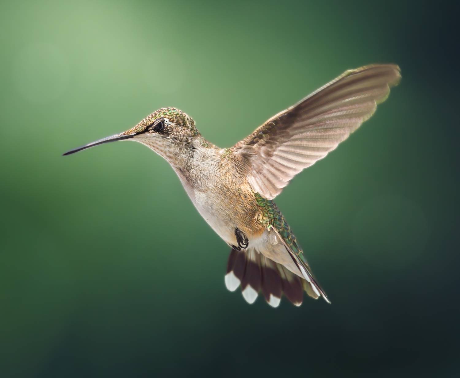 bird, hummer, hummingbird, hummingbirds, Atul Saluja