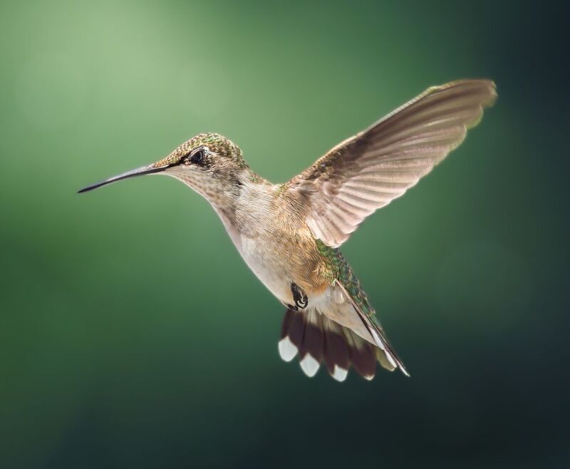 bird, hummer, hummingbird, hummingbirds Glorious фото превью