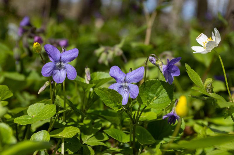 фиалка ривинуса, фиалка, viola riviniana, common dog violet, весна, цветение, лес, лесные цветы, цветы, spring, forest flowers, flowers, forest, violet, имение фридрихштайн Фиалка Ривинуса фото превью
