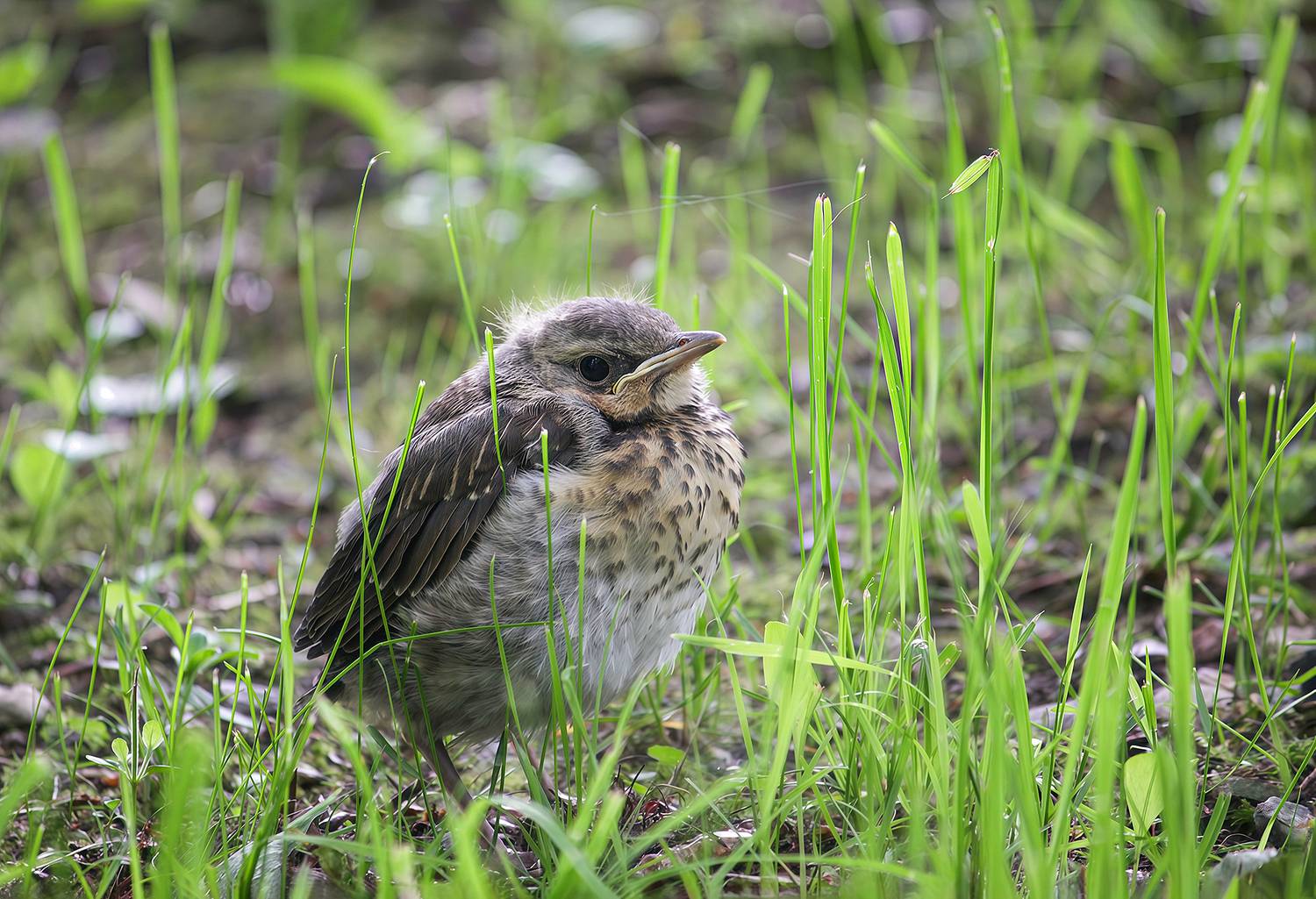 дрозд, дрозд рябинник, turdus pilaris, КарОл