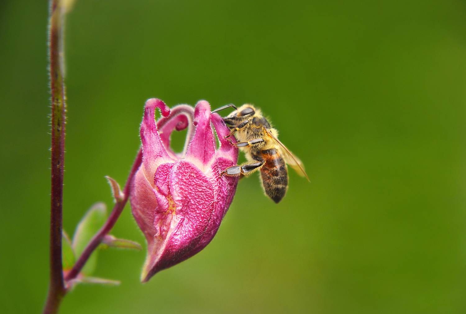 макро, лето, бутон, аквилегия, пчела, минимализм, macro, bee, summer flower, minimalistic, водосбор, Буглак Инна