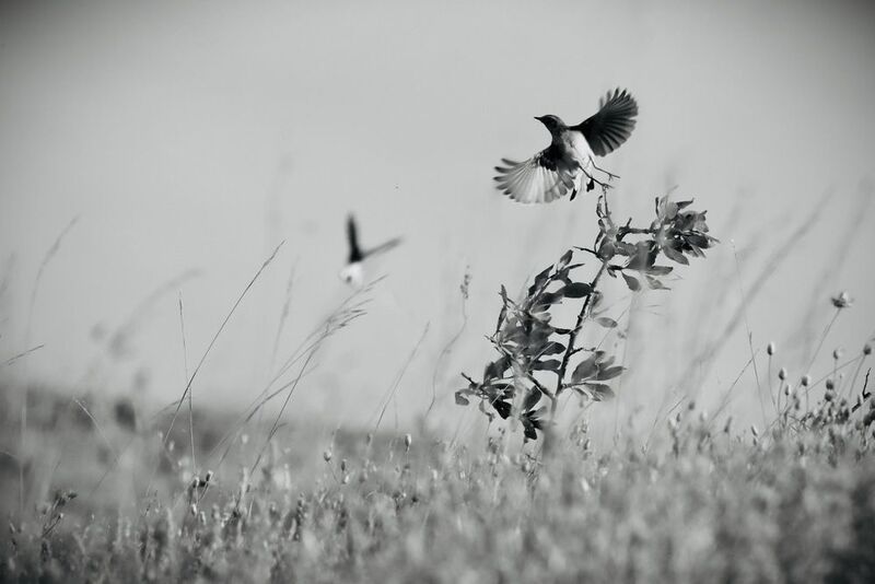 Birds, Black&white Magical Dance фото превью