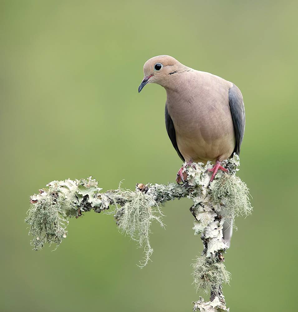 mourning dove, dove, горлица, плачущая горлица, птицы, birds, wild, Etkind Elizabeth